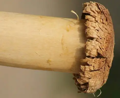 Son killing mother with fufu pestle